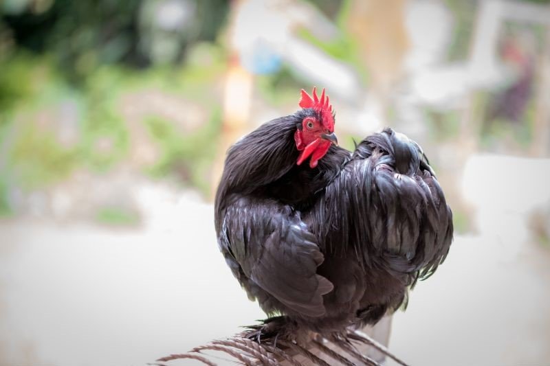 portrait of black orpington chicken in garden