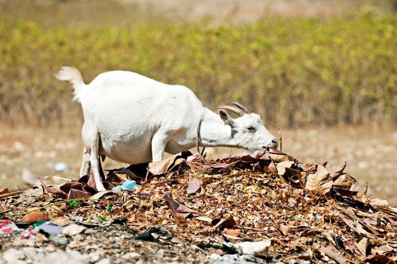 pregnant white goat eating
