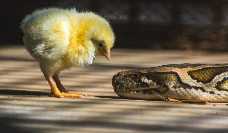 small chick and snake