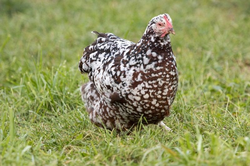 speckled sussex chicken hen