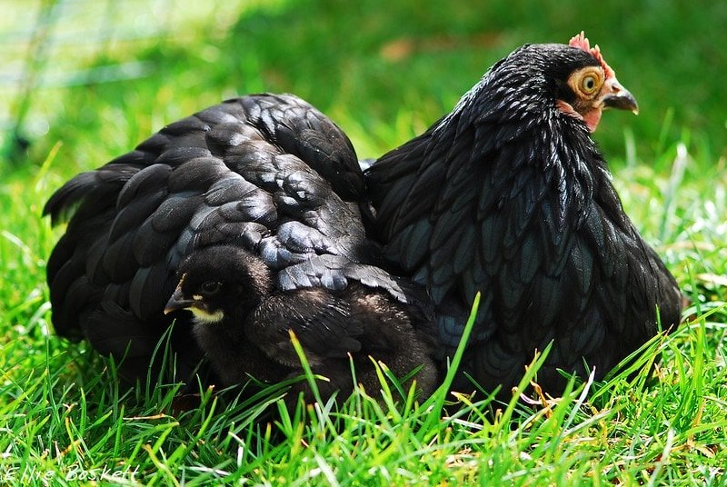 the chick is a black orpington and the mum is a pekin bantam