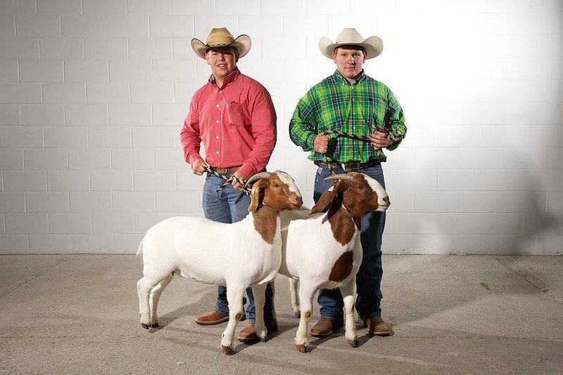 two man with two boer show goats