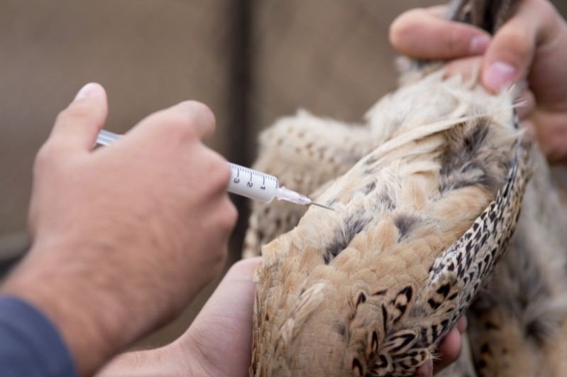 veterinarian applying injection to chicken