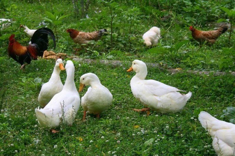 white ducks and chickens
