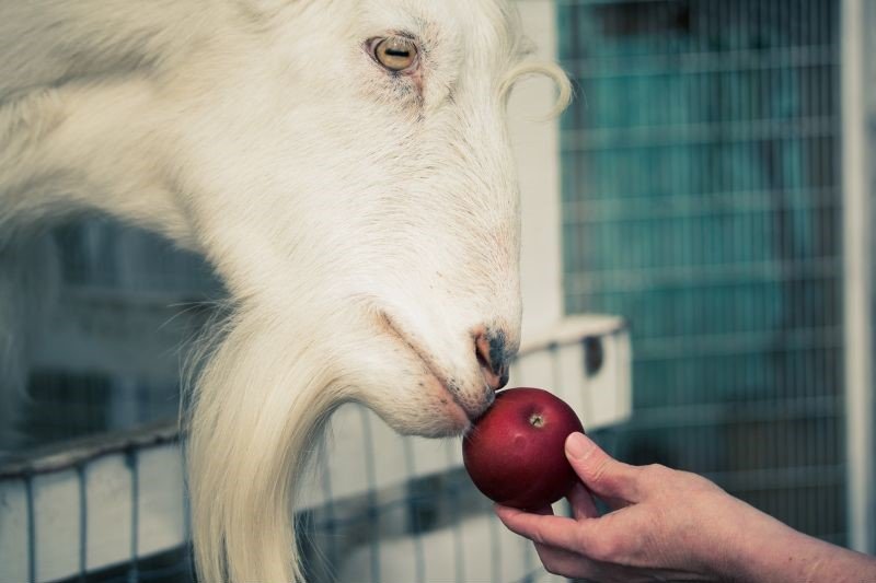 white goat eating red apple