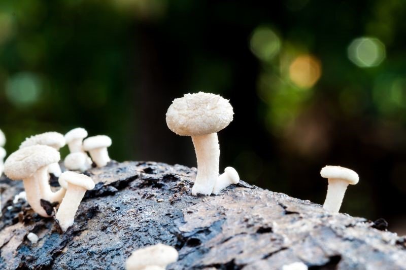 white mushroom logs