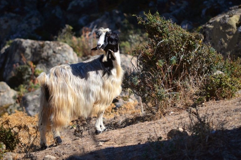 wild maltese goat