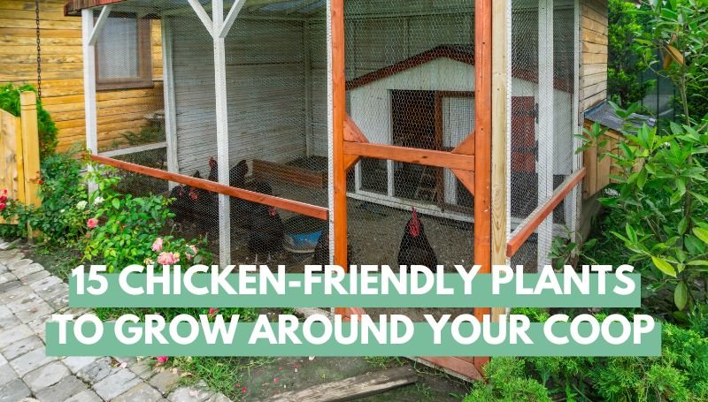 15 Chicken-Friendly Plants To Grow Around Your Coop