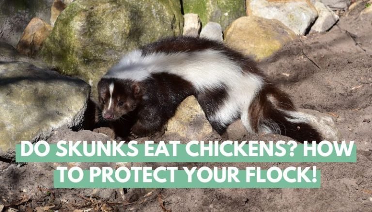 do skunks eat chickens