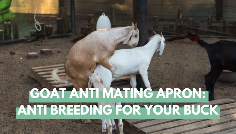goat anti mating apron