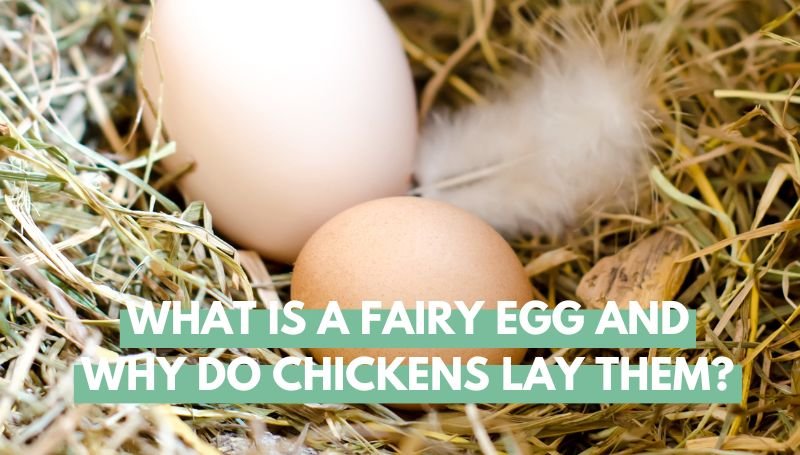 What Is A Fairy Egg