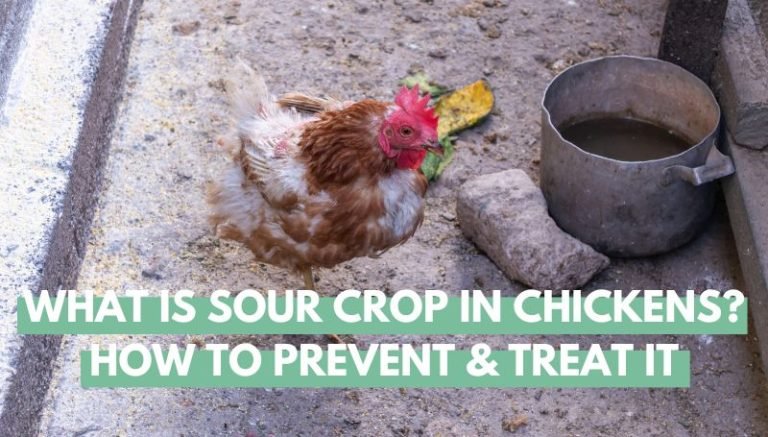 What Is Sour Crop In Chickens