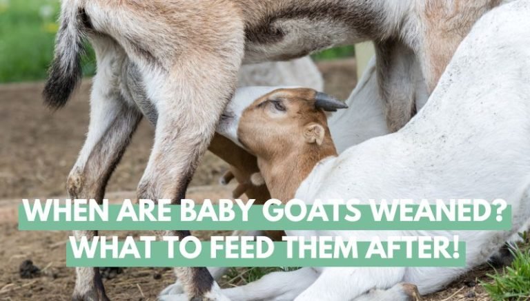 When Are Baby Goats Weaned