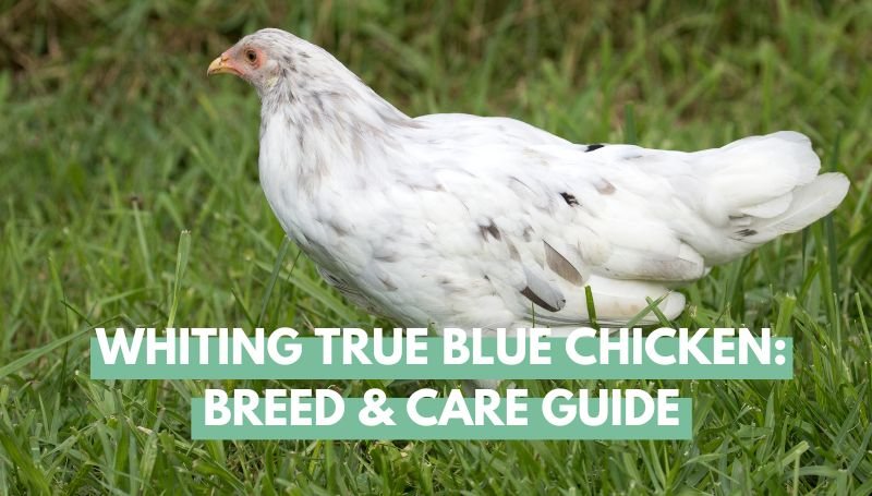 Whiting True Blue Chicken Breed