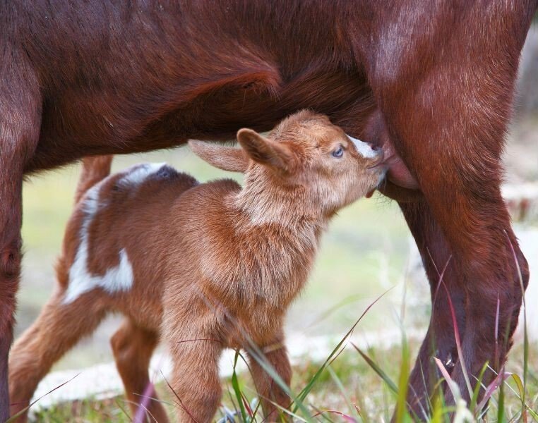 baby goat drinking milk