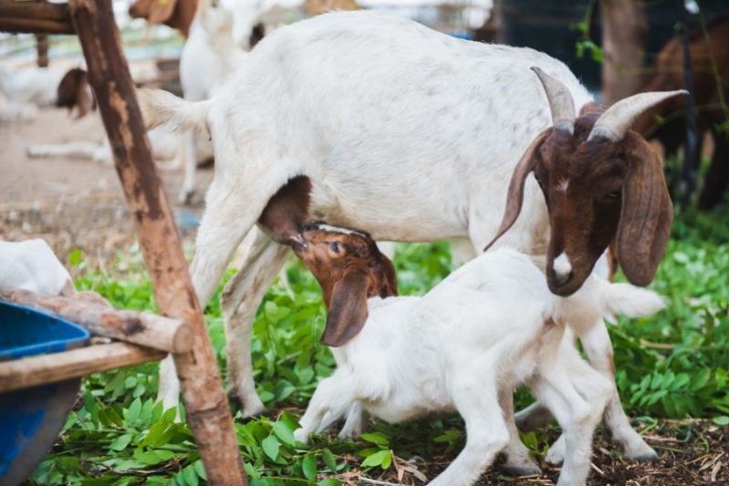 baby goat drinks milk from mother at farm