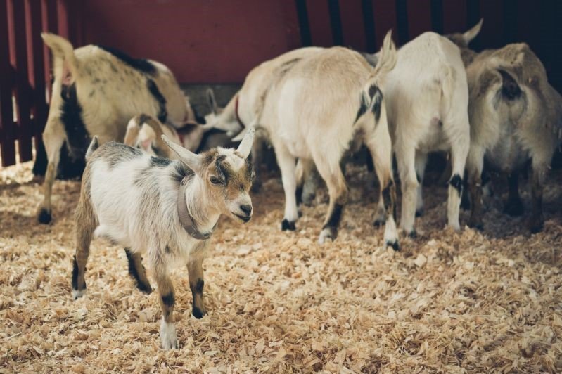 baby goat near other adult goats