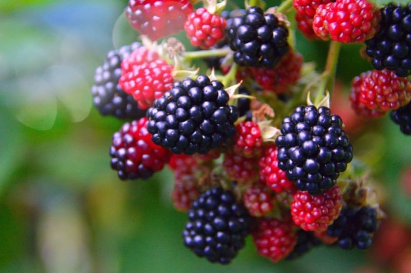 berries in nature