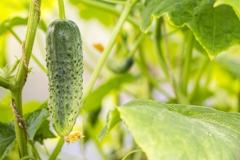 cucumber growing in garden