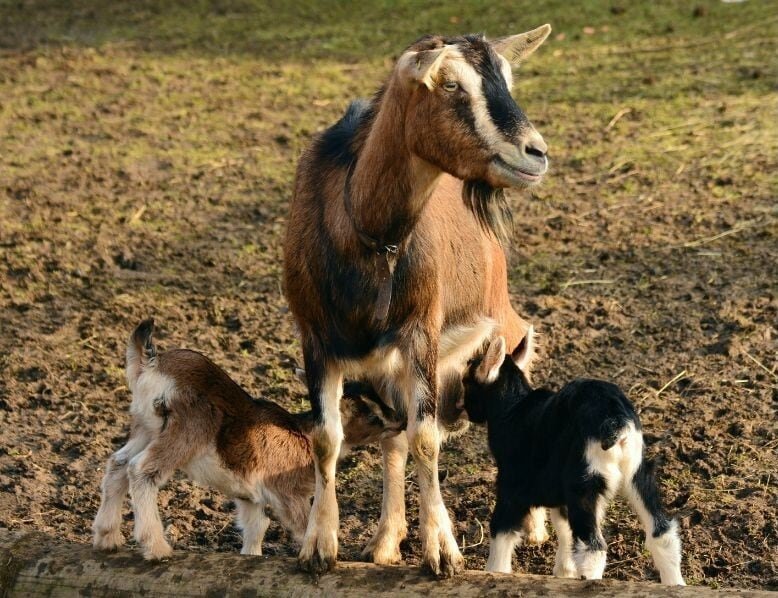 goat kids nurse