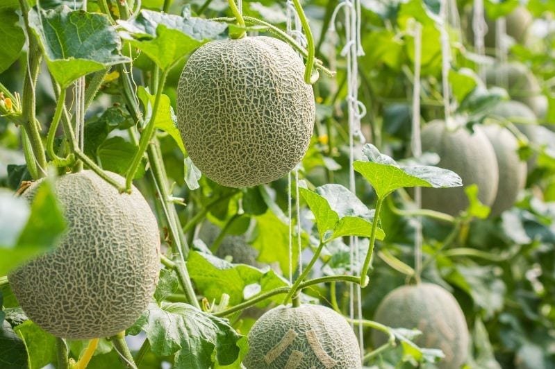 melon growing in farm