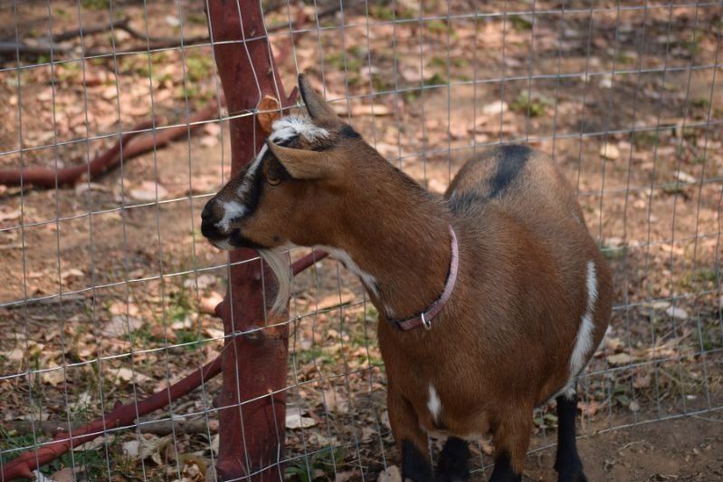 nigerian dwarf goat on the farm