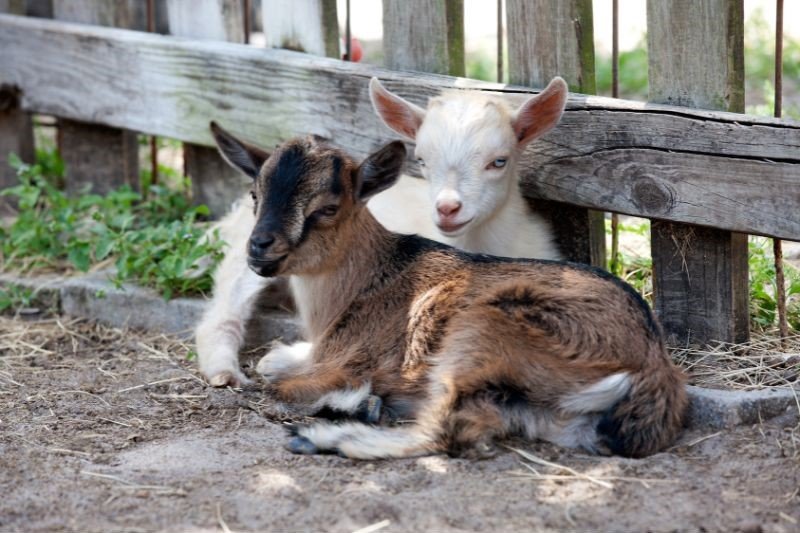 nigerian dwarf goats kids