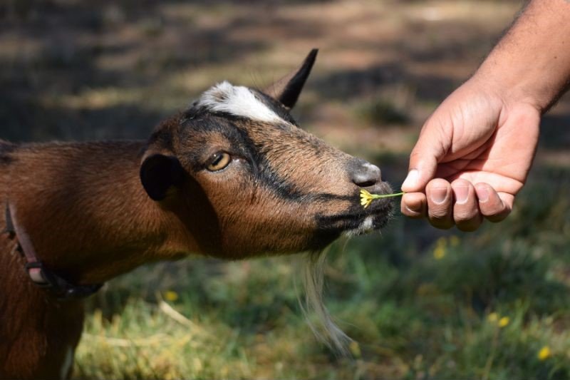 offering nigerian dwarf goat a flower