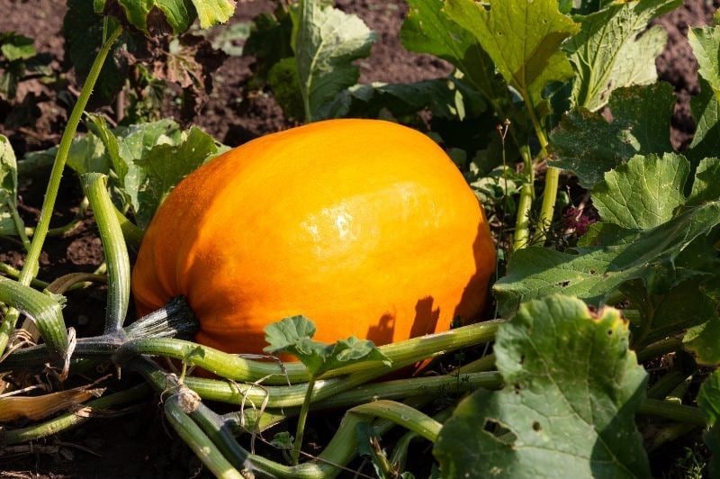 pumpkin growing