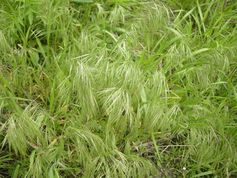 stringy grass