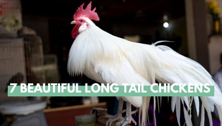 long tail chickens