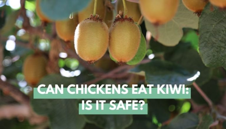 Can Chickens Eat Kiwi