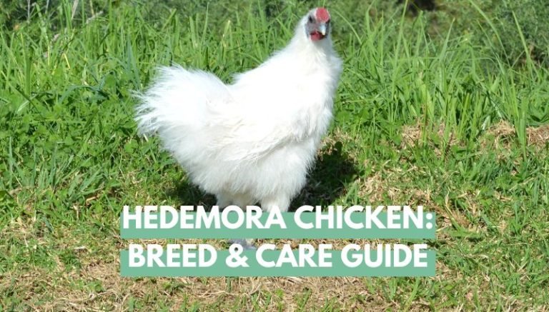Hedemora Chicken Breed