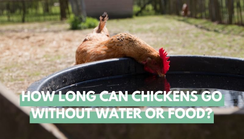 How Long Can Chickens Go Without Water Or Food
