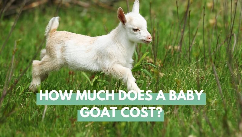 How Much Does A Baby Goat Cost