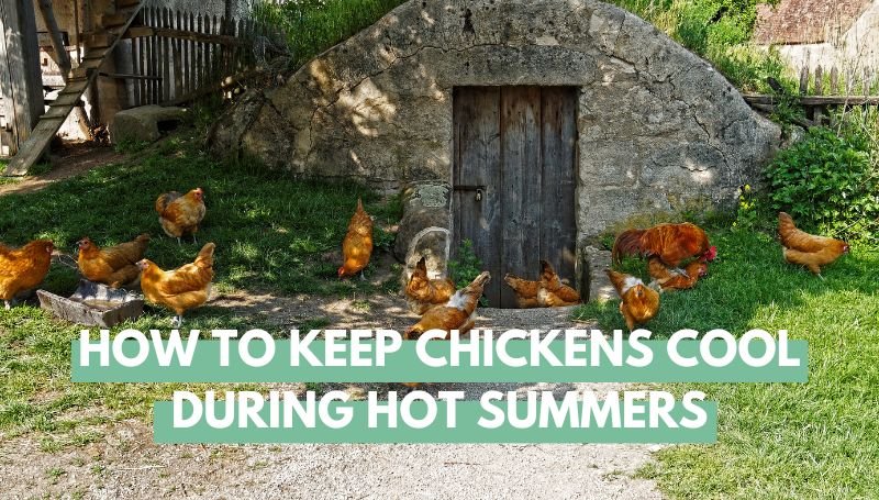 How To Keep Chickens Cool During Hot Summers