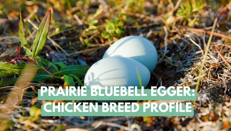 Prairie Bluebell Egger Chicken