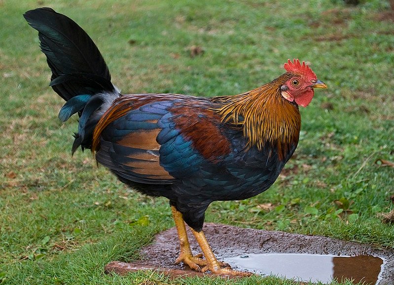 beautiful rooster near the pudlle