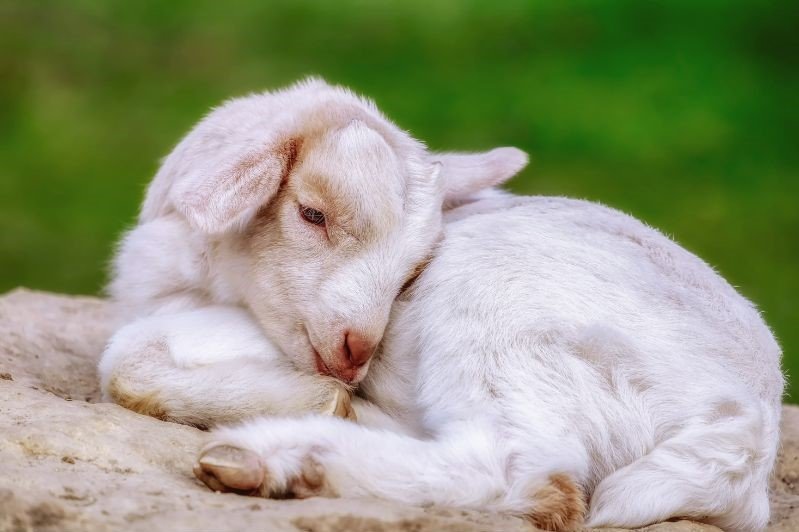 close up photo of white baby goat sleeping