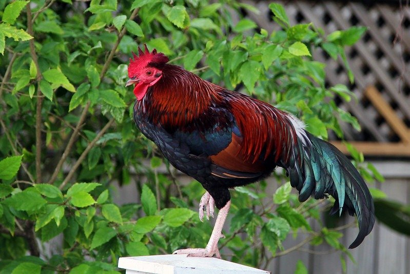 cubalaya rooster