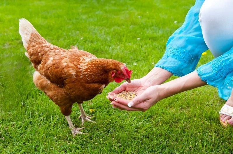feeding chicken from hands