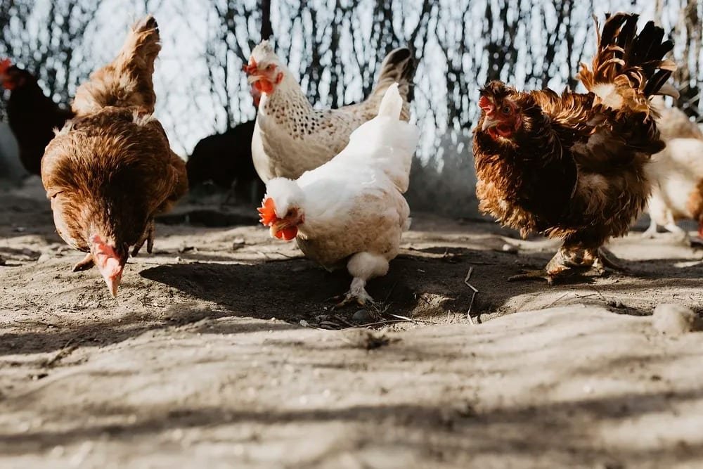 four chickens on a farm
