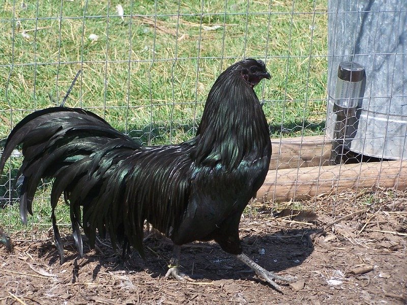 sumatra rooster