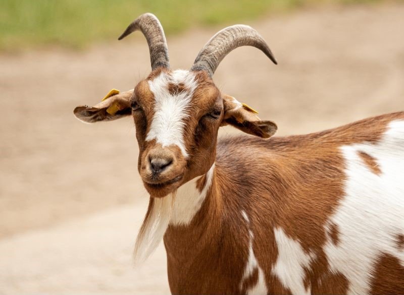 white and red goat