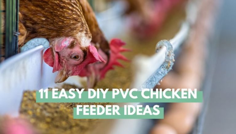 DIY PVC Chicken Feeder Ideas