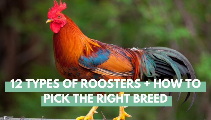 Types of Roosters