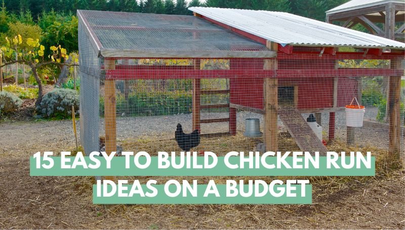 Easy to Build Chicken Run Ideas on a Budget