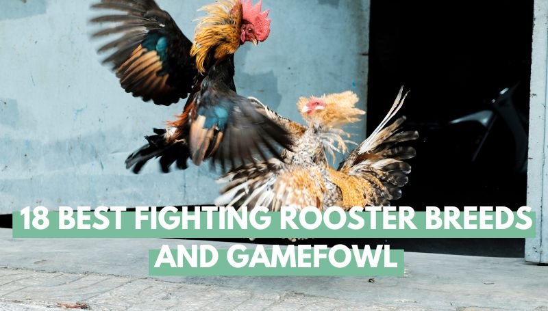 Fighting Rooster Breeds and Gamefowl
