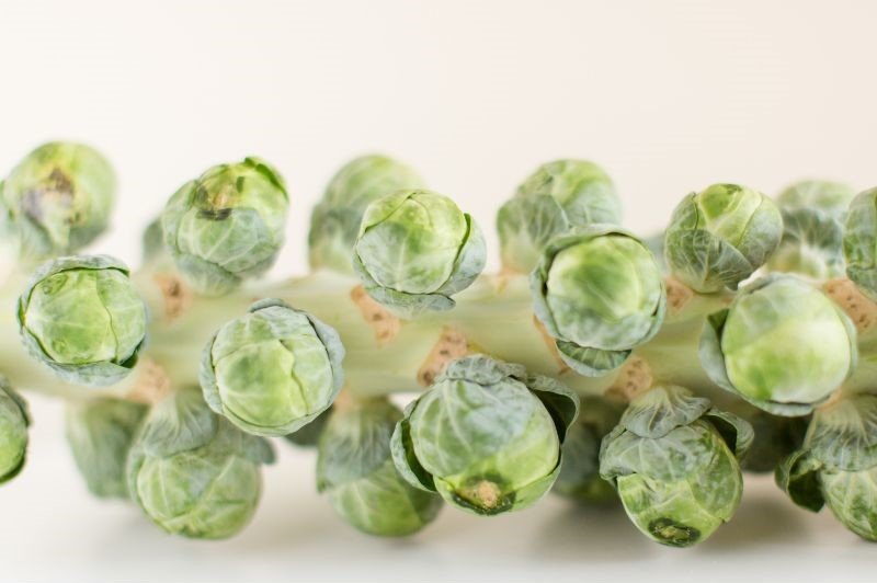 Brussel Sprout Stalk
