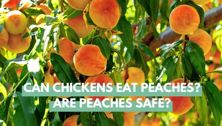 Can Chickens Eat Peaches